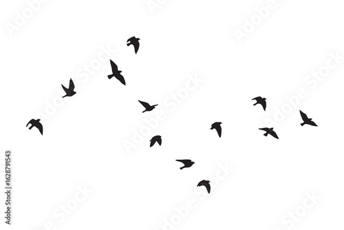Flock of small birds in silhouette flying in formation against a white background migration