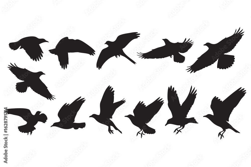 Obraz premium Multiple black silhouettes of birds in flight with wings spread and in various dynamic poses