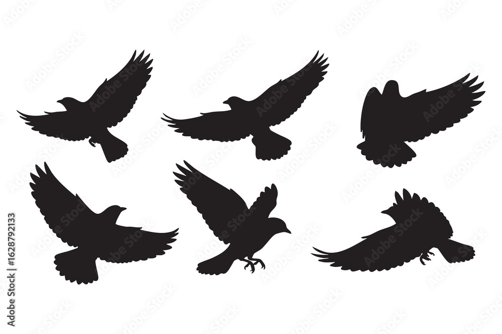 Obraz premium Six Distinct Silhouettes of Birds in Mid- Flight with Wings Extended on a White Background flying