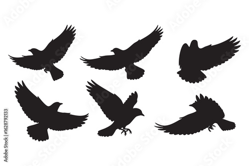 Six Distinct Silhouettes of Birds in Mid- Flight with Wings Extended on a White Background flying