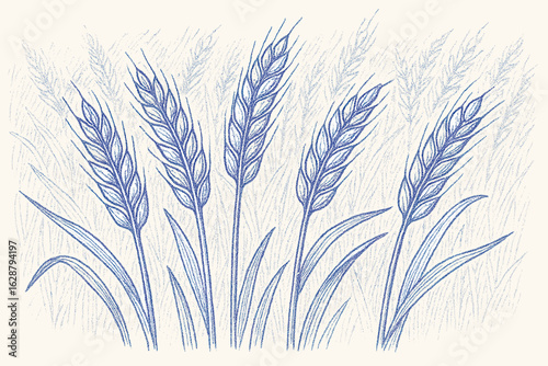 Blue sketch hand-drawn style close-up of wheat ears on white background