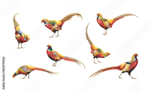 Watercolor hand drawing pheasant bird collection with long tails vector isolated white background.