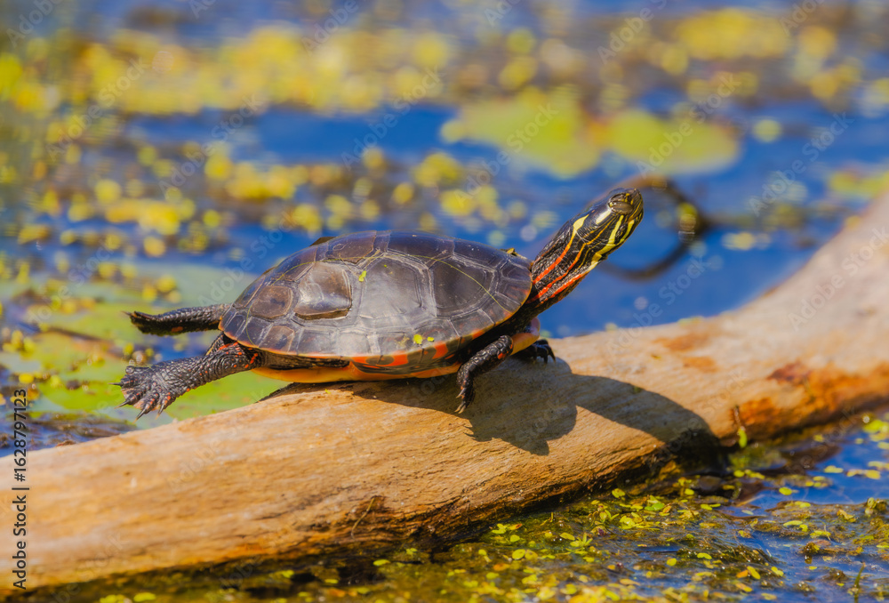 Obraz premium Painted Turtle Sunbathing