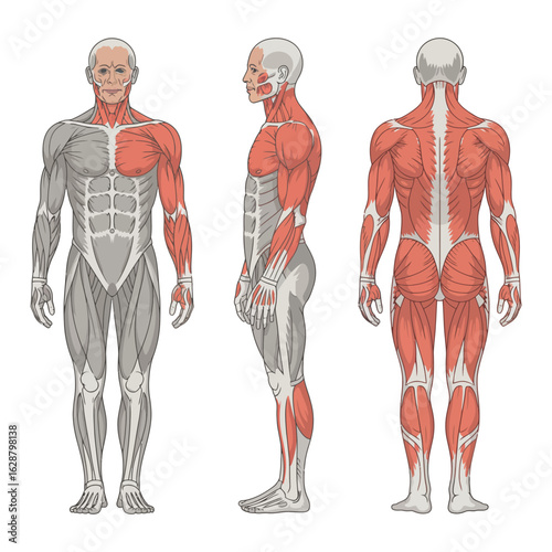 Anatomical illustration of human muscular system from front side and back