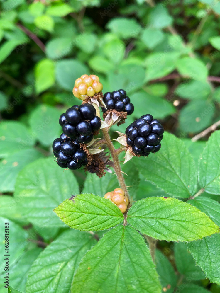 Wild blackberries grow in the forest Wild blackberries grow in the forest