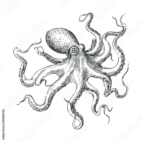 Octopus illustration for seafood menu design or marine decor