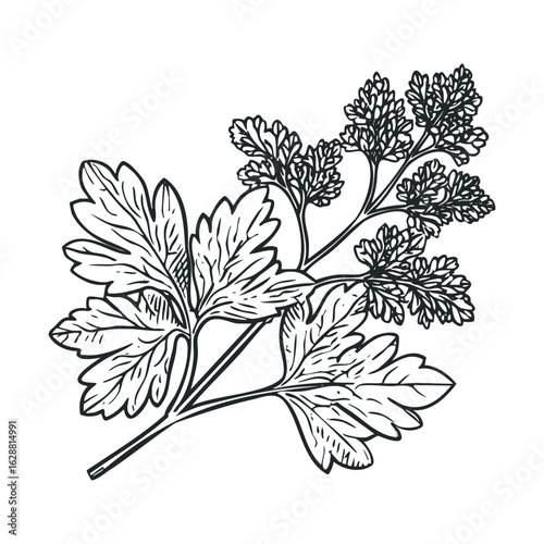 Fresh parsley illustration for culinary design and decoration needs