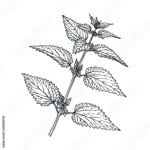 Botanical drawing of nettle plant with detailed leaves and stems