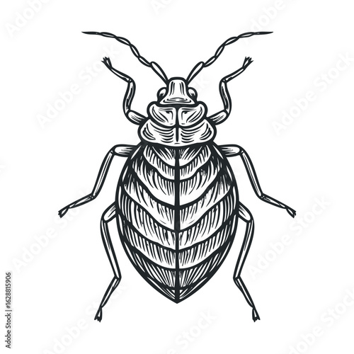 Detailed close up of a bed bug on a textured surface