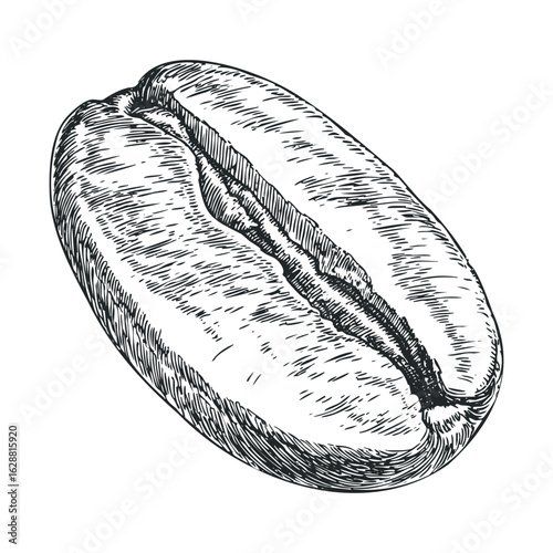 Coffee bean sketch for culinary design and beverage branding