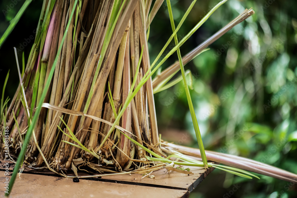 Obraz premium Vetiver Grass or Chrysopogon zizanioides trees on natural background.