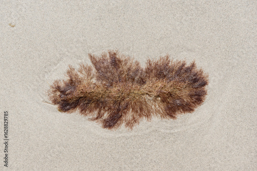 Eine am Strand angespülte abgestorbene Braunalge mit filigranen Verästelungen trocknet unter der Sonnenstrahlung langsam aus