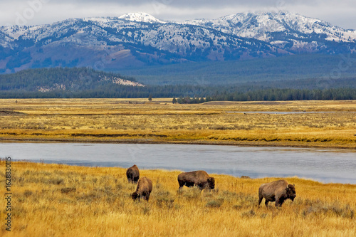Buffalo Grazing in Yellowstone National Park