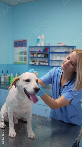 Compassionate care for a dog at a cozy vet clinic