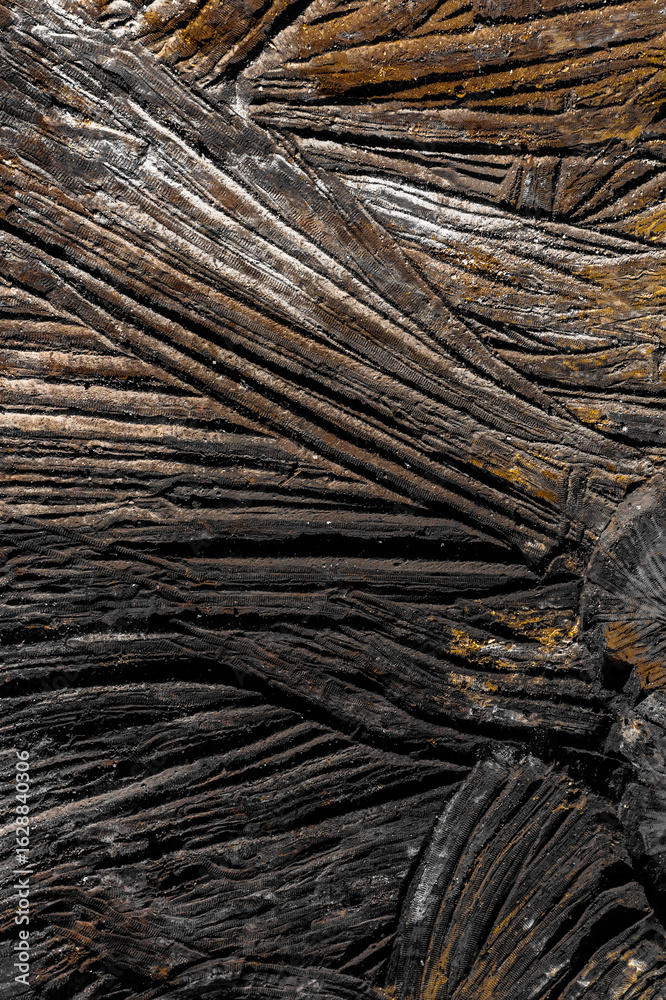 Aerial view of a weathered wooden surface with deep grooves and rich textures, showcasing the intricate patterns of age and decay, Poland. Aerial view of a weathered wooden surface with deep grooves and rich textures, showcasing the intricate patterns of age and decay, Poland.