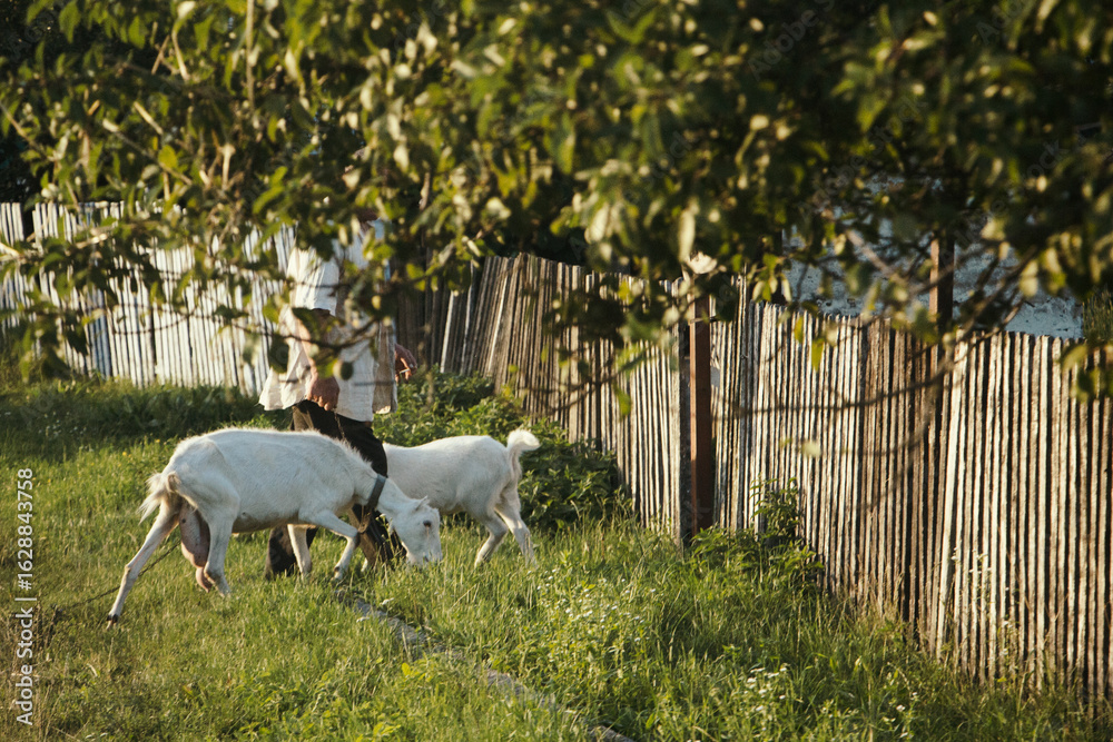 Fototapeta premium white goats in a field