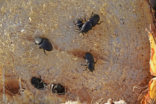 Scarabées noirs à long bec sur une souche tronçonnée.