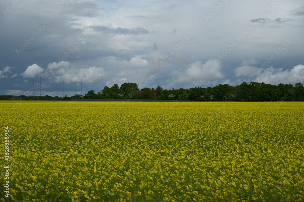 Fototapeta premium Champs de fleurs jaunes yellow flowers field countryside