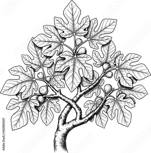 Fig tree with broad leaves and knotty branches with hand-drawn style