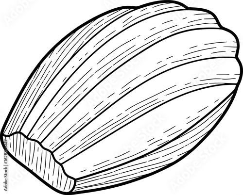 Madeleine cookie with ridged texture with hand-drawn style