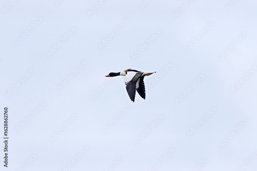 Fototapeta premium Common Shelduck (Tadorna tadorna) – Dublin Bay estuaries