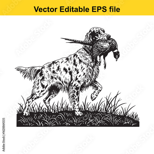 English Setter Vintage Black & White Hunting Dog Illustration with Pheasant – Standing, Jumping, and Hunting Pose