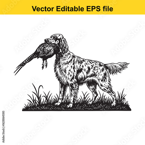 English Setter Vintage Black & White Hunting Dog Illustration with Pheasant – Standing, Jumping, and Hunting Pose