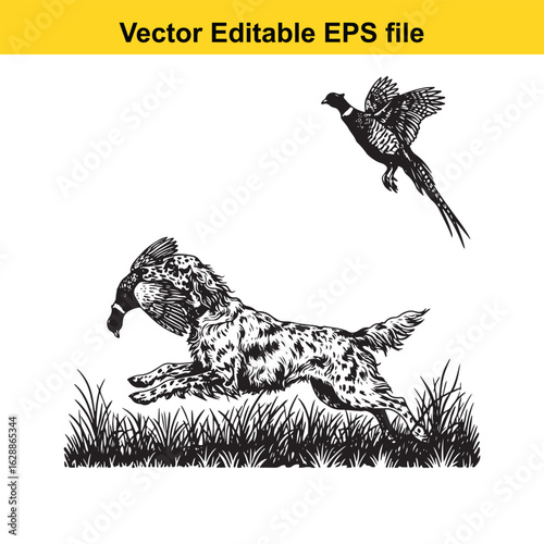 English Setter Vintage Black & White Hunting Dog Illustration with Pheasant – Standing, Jumping, and Hunting Pose