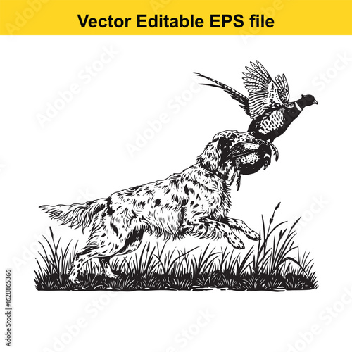 English Setter Vintage Black & White Hunting Dog Illustration with Pheasant – Standing, Jumping, and Hunting Pose