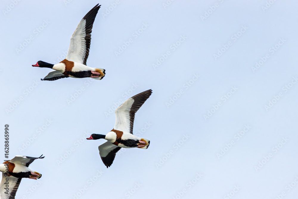 Obraz premium Common Shelduck (Tadorna tadorna) – Dublin Bay estuaries