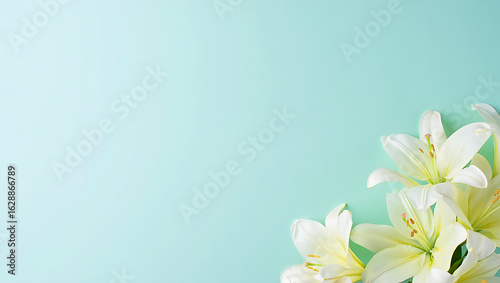 Elegant White Lilies on a Pastel Turquoise Background Creating a Delicate Floral Composition with Copy Space