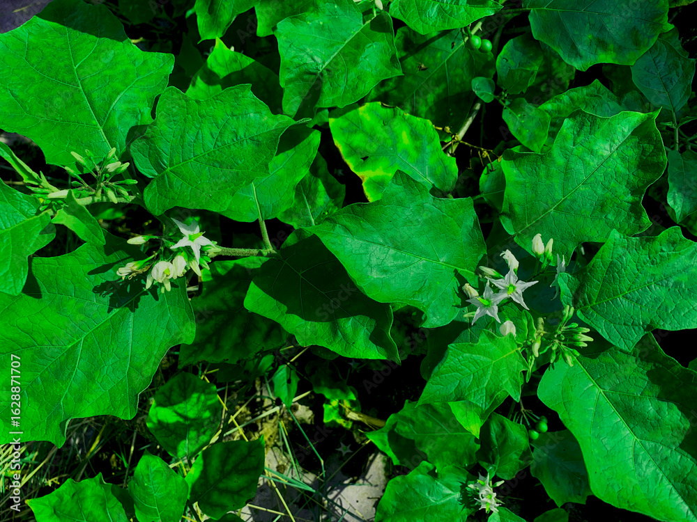 Fototapeta premium Green Eggplant Leaves with White Flowers in Natural Sunlight