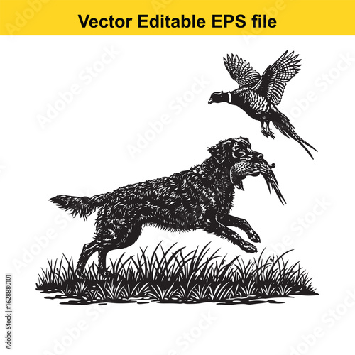 Curly-Coated Retriever Vintage Black & White Hunting Dog Illustration with Pheasant – Standing, Jumping, and Hunting Pose