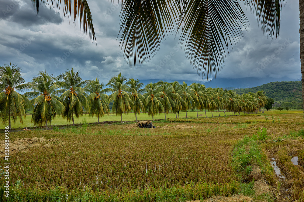 Obraz premium Lush rice paddies bordered by coconut palm trees near Bagua, in the Amazonas region of northern Peru. This tropical agricultural landscape highlights the region’s fertile lowlands and traditional rice