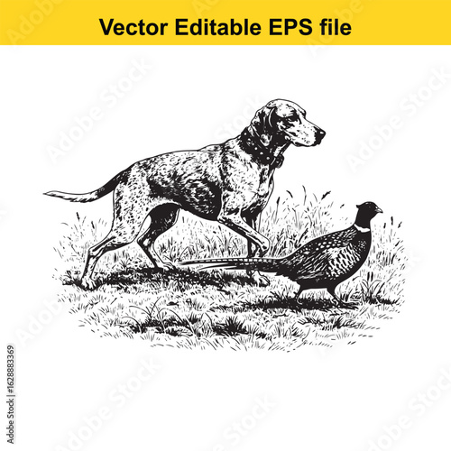 Plott Hound Vintage Black & White Hunting Dog Illustration with Pheasant – Standing, Jumping, and Hunting Pose