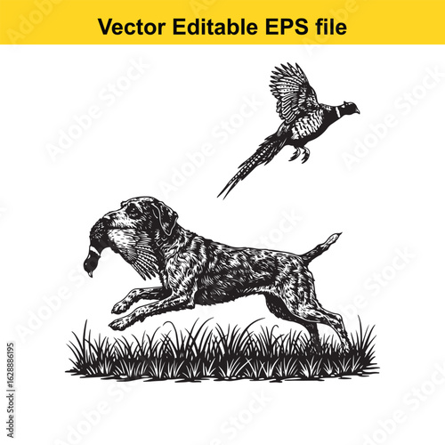 Wirehaired Pointing Griffon Vintage Black & White Hunting Dog Illustration with Pheasant – Standing, Jumping, and Hunting Pose