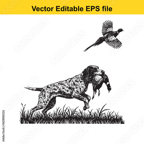 Wirehaired Pointing Griffon Vintage Black & White Hunting Dog Illustration with Pheasant – Standing, Jumping, and Hunting Pose