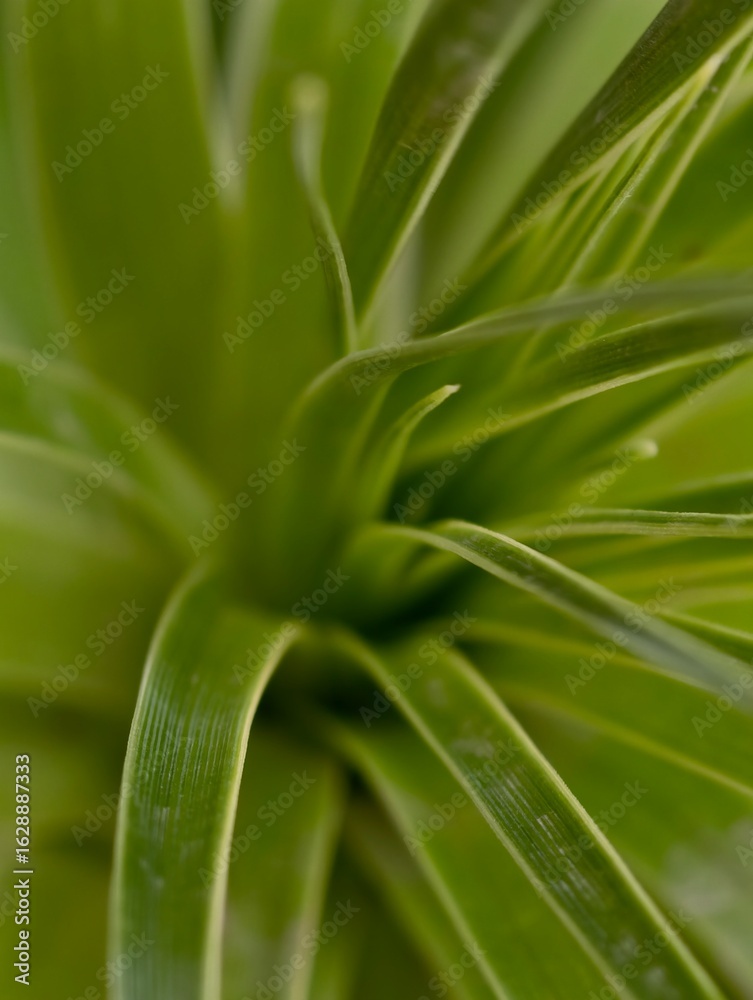 Close up of a vibrant green air plant tillandsia for indoor gardening and plant decor ideas Close up of a vibrant green air plant tillandsia for indoor gardening and plant decor ideas