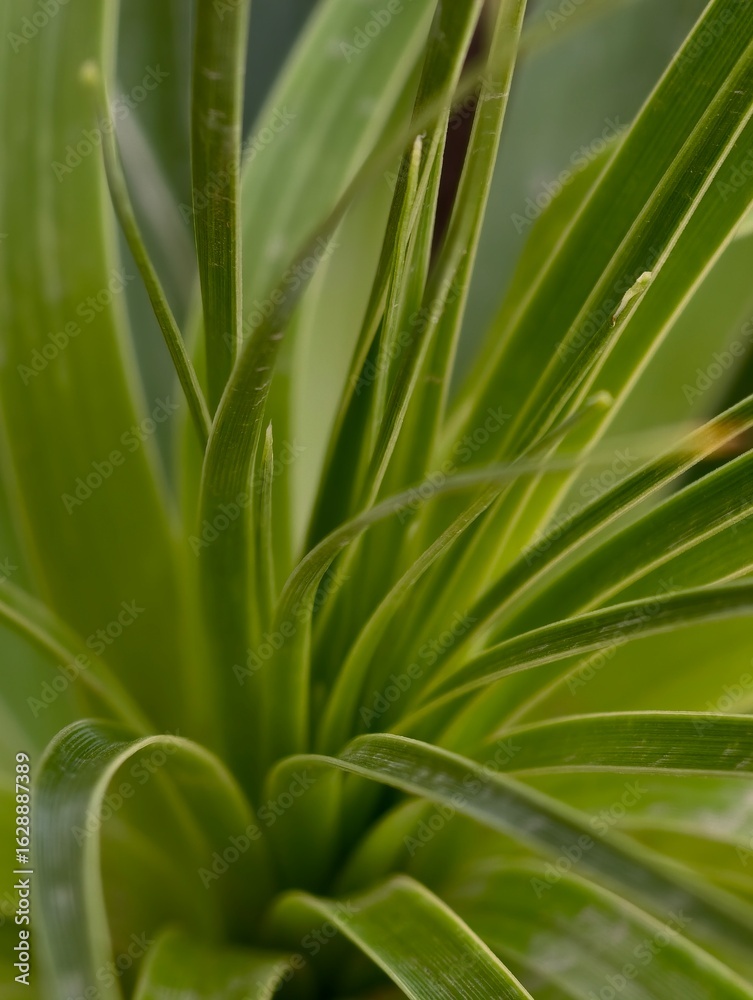 abstract Close up of green palm leaves abstract Close up of green palm leaves