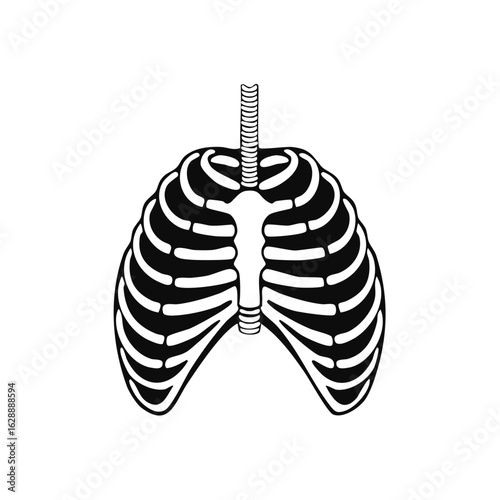 Black and white illustration of human rib cage for anatomy concept