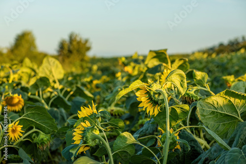 Sunflower field during sunset.Summer season