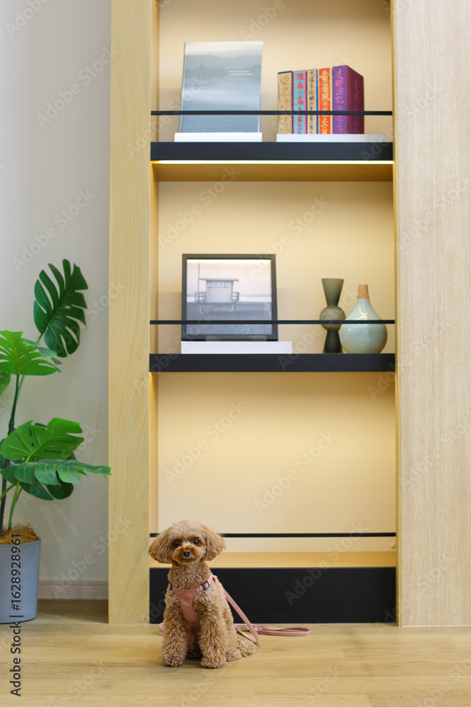 Obraz premium おしゃれなリビングで過ごすトイ・プードル