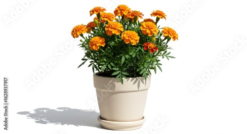 Wallpaper Mural Potted orange marigold plant Torontodigital.ca