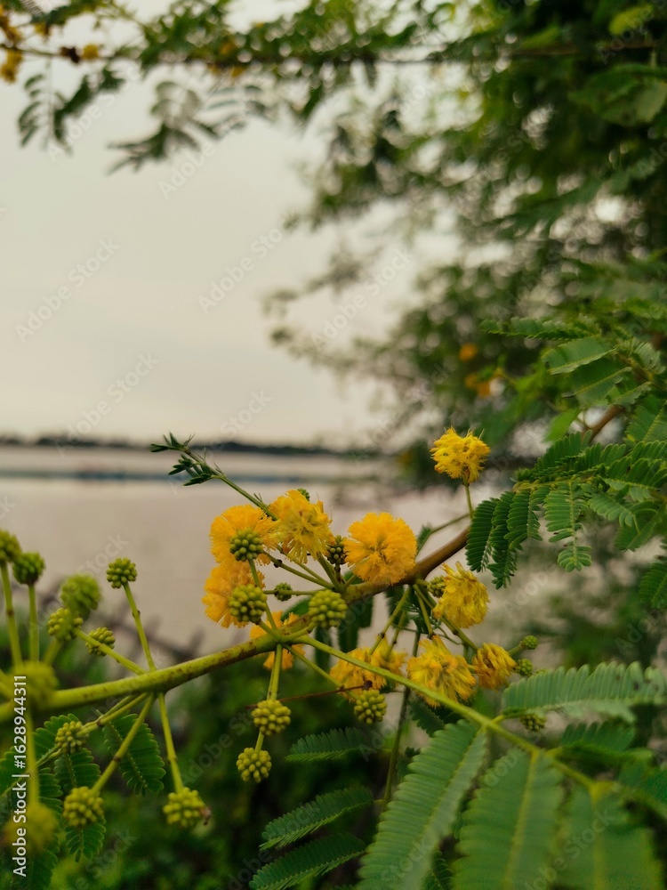 Yellow Flowers on Branch with Cloudy Sky and Water in the Background Yellow Flowers on Branch with Cloudy Sky and Water in the Background