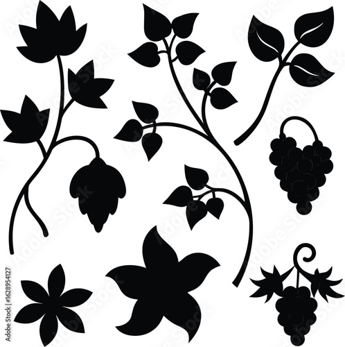 Black silhouettes of vines and grapes leaf plant