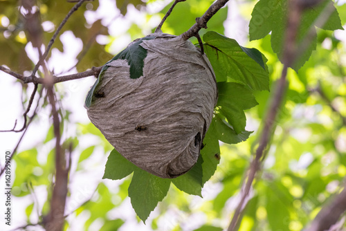 A large, round, papery wasp or yellow hornet's nest hanging in a lush green maple tree. There's a large leaf on top among the greyish-brown honeycomb pulp. The nest is attached to a branch by a stalk.