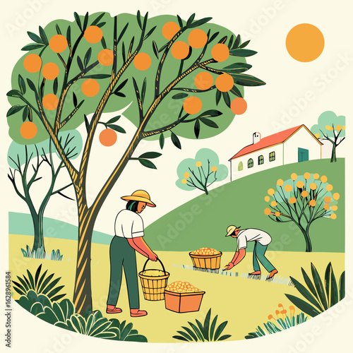 Harvesting Oranges on a Sunny Hillside
