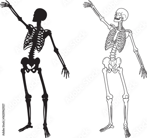 Two skeletons one solid black silhouette and one detailed line drawing
