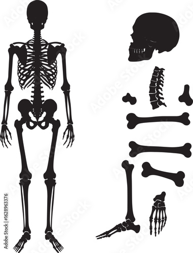 Human anatomy skeleton full body and disassembled bones illustration
