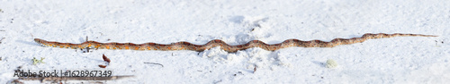 Foto An absolutely *gorgeous* corn snake (Pantherophis guttatus), also nicknamed the